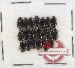 Scientific lot no. 246 Dytiscidae (20 pcs)
