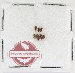 Scientific lot no. 253 Dytiscidae (7 pcs)