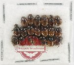 Scientific lot no. 1170 Coprophaga (20 pcs)