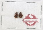 Scientific lot no. 1174 Coprophaga (Sinaphodius sp.) (2 pcs)