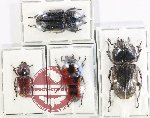 Scientific lot no. 58 Lucanidae (4 pcs - 1 pc A2)