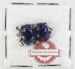 Scientific lot no. 721 Chrysomelidae (2 pcs)