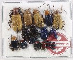Scientific lot no. 711 Chrysomelidae (16 pcs)