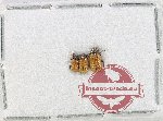 Scientific lot no. 713 Chrysomelidae (3 pcs)