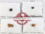 Scientific lot no. 724 Chrysomelidae (Cryptocephalini) (7 pcs)