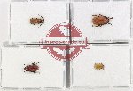 Scientific lot no. 708 Chrysomelidae (4 pcs - 1 pc A-)