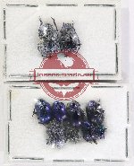 Scientific lot no. 714 Chrysomelidae (10 pcs)