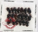 Scientific lot no. 257 Dytiscidae (20 pcs)
