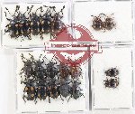 Scientific lot no. 118 Endomychidae (19 pcs)