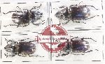 Scientific lot no. 54 Lucanidae (4 pcs)