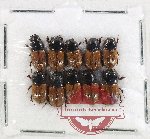 Scientific lot no. 1176 Coprophaga (Phaeaphodius plutenkoi) (10 pcs)