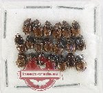 Scientific lot no. 1172 Coprophaga (20 pcs)