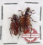 Scientific lot no. 1050 Carabidae (Orthogonius sp.) (2 pcs)