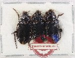 Scientific lot no. 1030 Carabidae (3 pcs A2)