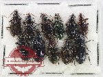 Scientific lot no. 1037 Carabidae (11 pcs)