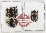 Scientific lot no. 255 Erotylidae (5 pcs)