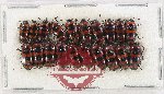 Scientific lot no. 264 Erotylidae (20 pcs)