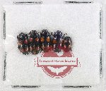 Scientific lot no. 250 Erotylidae (5 pcs)