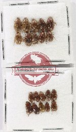 Hydrophilidae Scientific lot no. 417 (20pcs)