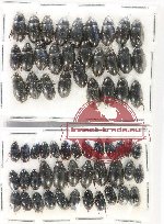 Hydrophilidae Scientific lot no. 408 63pcs East Sumatra