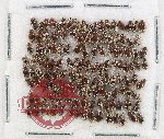 Hydrophilidae Scientific lot no. 400 (ca 130 pcs)