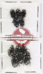 Hydrophilidae Scientific lot no. 403 (11 pcs)