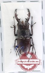 Prosopocoilus pseudodissimilis