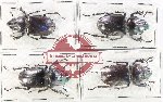 Scientific lot no. 53 Lucanidae (4 pcs)