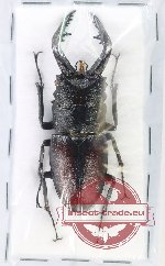 Prosopocoilus inclinatus
