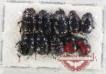 Scientific lot no. 1168 Coprophaga (Onthophagus spp.) (10 pcs)