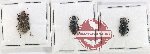 Scientific lot no. 550 Tenebrionidae (3 pcs)