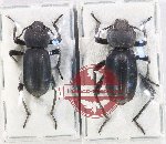 Scientific lot no. 544 Tenebrionidae (2 pcs)