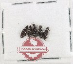 Scientific lot no. 545 Tenebrionidae (5 pcs)