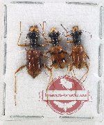 Scientific lot no. 91 Cicindelidae (3 pcs A2)