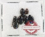 Scientific lot no. 252 Dytiscidae (5 pcs)
