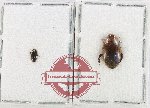 Scientific lot no. 249 Dytiscidae (2 pcs)