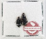 Scientific lot no. 1039 Carabidae (2 pcs)
