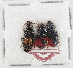 Scientific lot no. 1040 Carabidae (3 pcs)