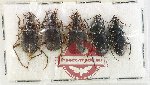 Scientific lot no. 1035 Carabidae (5 pcs)