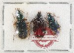Scientific lot no. 1042 Carabidae (3 pcs)