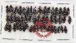 Scientific lot no. 1045 Carabidae (50 pcs)