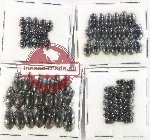 Hydrophilidae Scientific lot no. 410 (75 pcs)