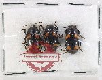Scientific lot no. 260 Erotylidae (3 pcs)
