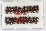Scientific lot no. 240 Erotylidae (20 pcs)