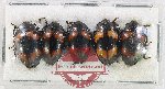 Scientific lot no. 238 Erotylidae (5 pcs)