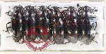 Scientific lot no. 239 Erotylidae (6 pcs)