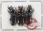 Scientific lot no. 1044 Carabidae (3 pcs)