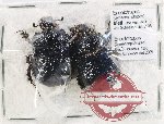 Scientific lot no. 1 Geotrupidae (Enoplotrupes bieti) (1 pair)