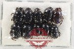 Scientific lot no. 1169 Coprophaga (Onthophagus spp.) (10 pcs)