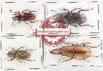 Scientific lot no. 64 Lucanidae (4 pcs)